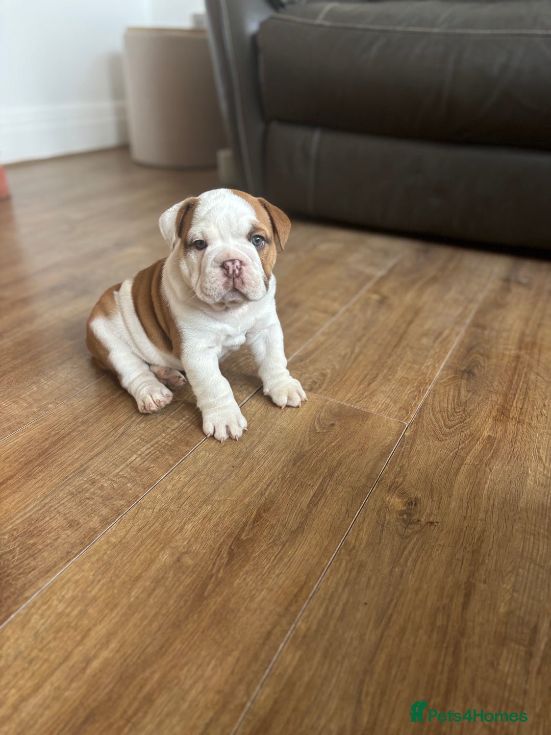 English Bulldog dogs for sale: KC girls  - Image 3