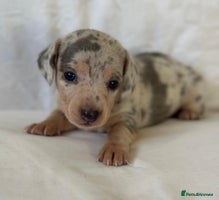 Miniature Dachshund dogs - Advert 8