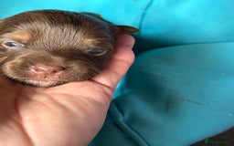 Jack Russell dogs for sale: Trad.working family short legged Jack Russell  - Advert 7