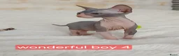 Sphynx cats for sale: Beautiful  Sphynx kitten for sale  - Advert 4