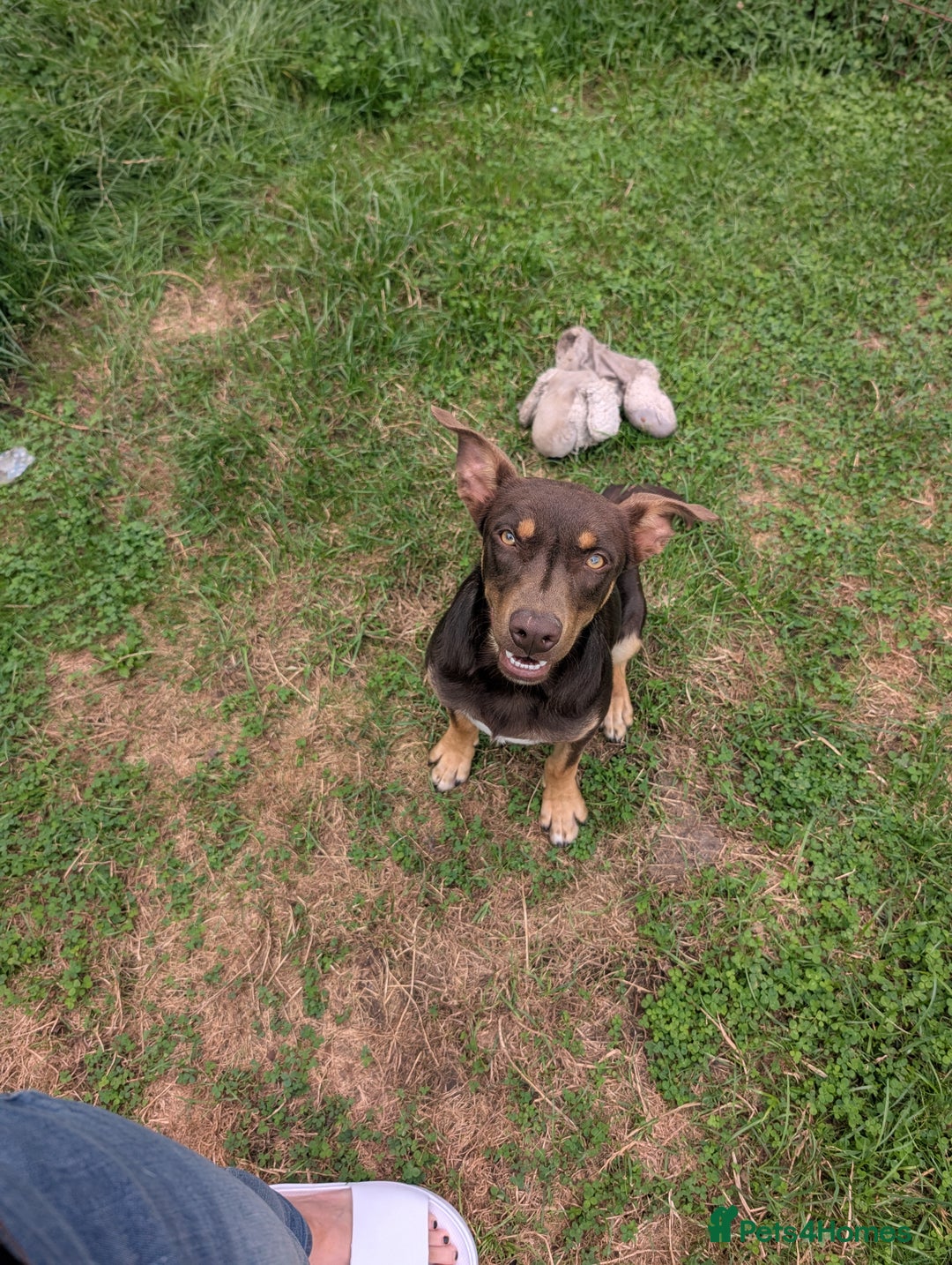 Australian Kelpie dogs for sale: Australian Kelpie male  - Advert 4
