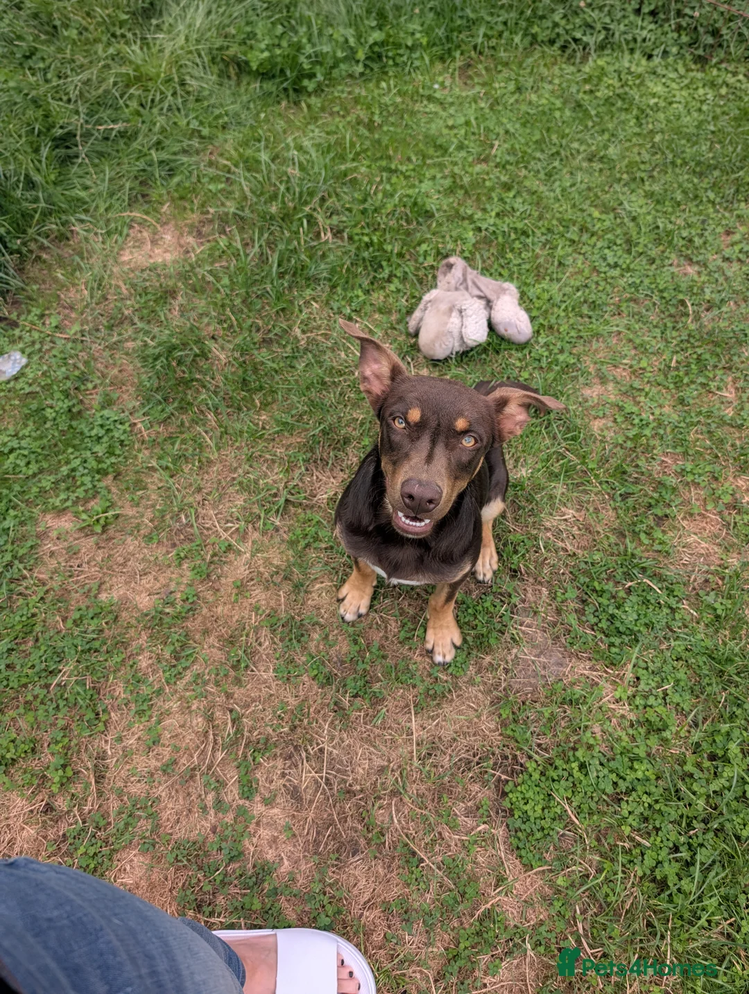 Australian Kelpie dogs for sale: Australian Kelpie male  - Advert 4