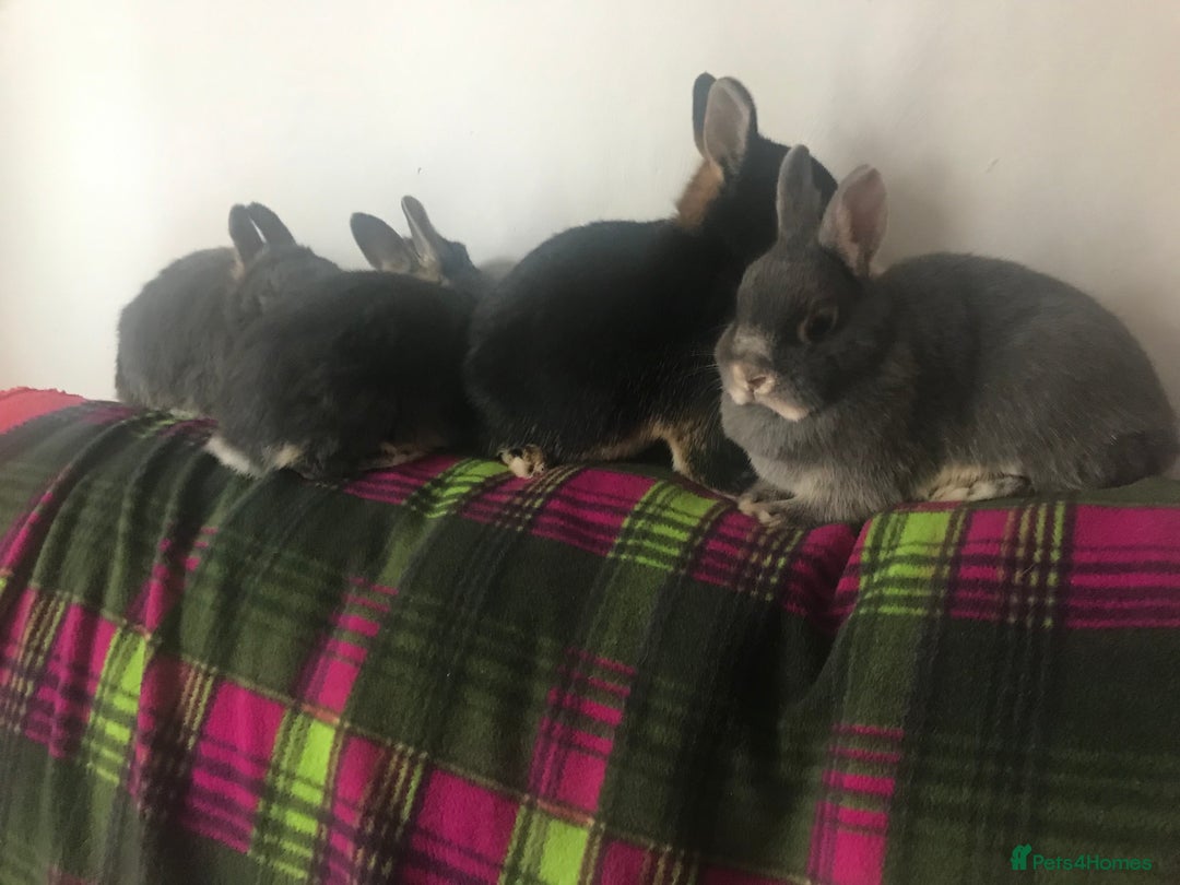 Netherland Dwarf rabbits for sale: Beautiful Netherlands Dwarf baby rabbits  - Advert 1