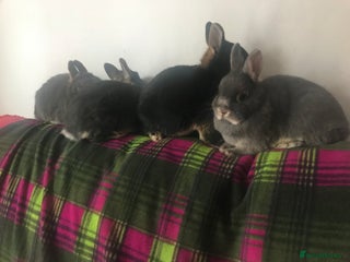 Netherland Dwarf rabbits - Advert 10
