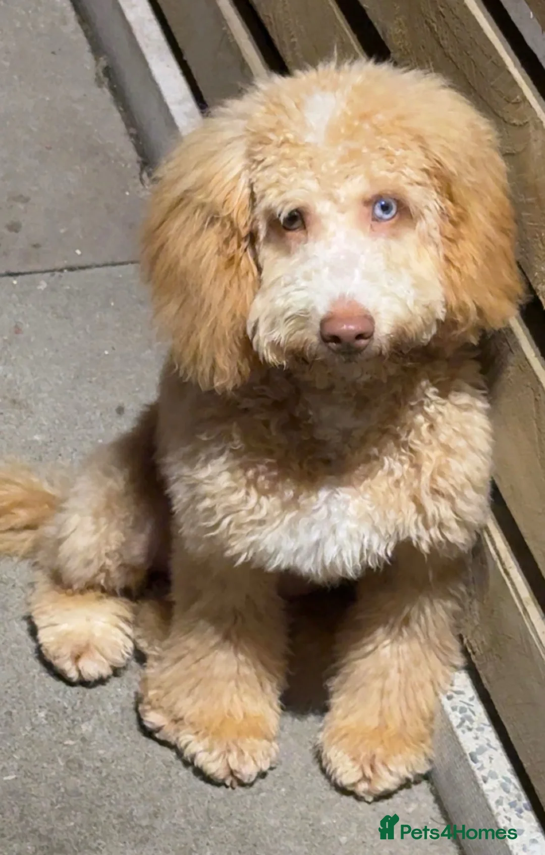 Cockapoo dogs for sale: Stunning F1b cockapoos in Widnes - Advert 2