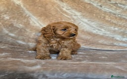 Cavapoo dogs for sale: Gorgeous Fox Red Cavapoo health tested parents  - Image 23
