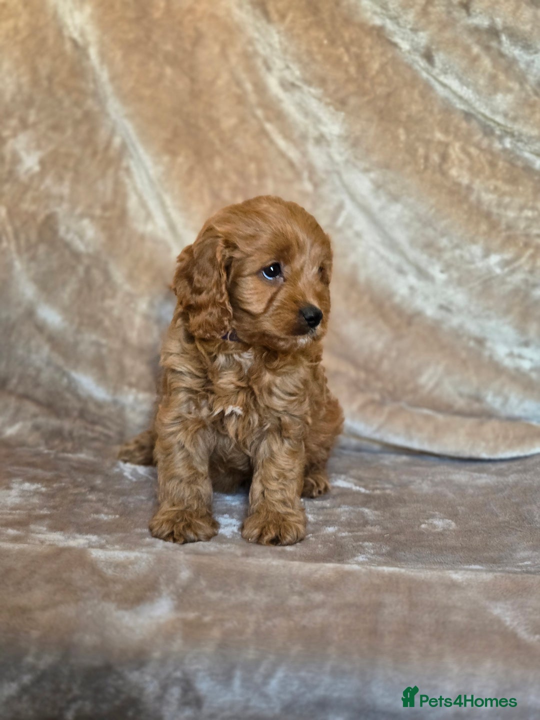 Cavapoo dogs for sale: Gorgeous Fox Red Cavapoo health tested parents  - Image 23