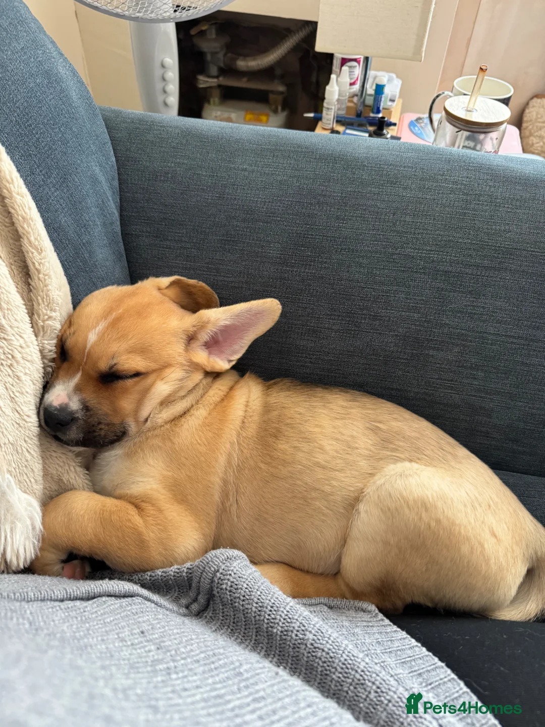 Mixed Breed dogs for sale: Beautiful girl looking for forever home in Wolverhampton - Advert 1