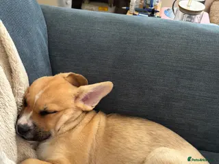 Mixed Breed dogs Beautiful girl looking for forever home - Advert 1