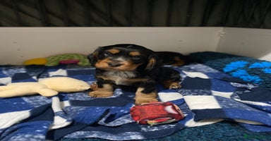 Cocker Spaniel dogs 2 super Black and Tan boy cocker spaniel puppies  - Advert 12