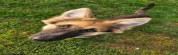 German Shepherd dogs for sale: KC Registered German Shepherd puppy  - Advert 6