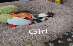 Shih Tzu dogs for sale: Gorgeous full breed Shih Tzu puppies - Image 3