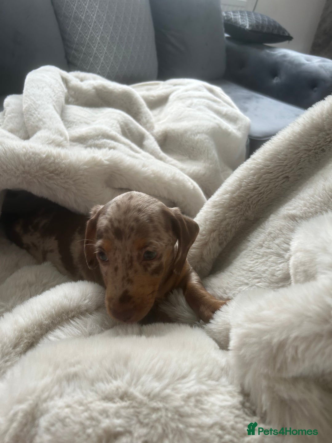 Miniature Dachshund dogs for sale: Miniature Dashund Puppy - Advert 5