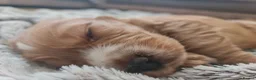 Cocker Spaniel dogs for sale: 3 golden Cocker Spaniels  - Advert 38