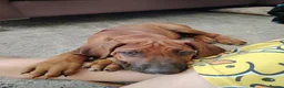Rhodesian Ridgeback dogs for sale: Beautiful Rhodesian Ridgeback puppies-Family pet - Advert 32