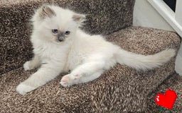 Ragdoll cats for sale: Adorable nice Ragdoll Kittens for sale - Image 1