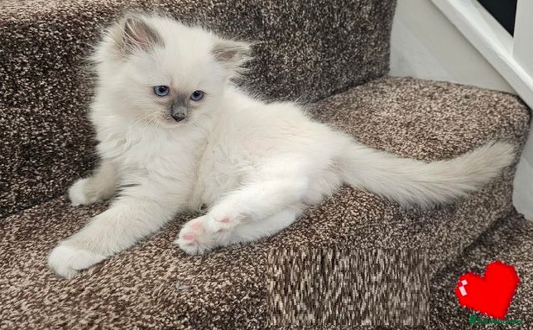 Ragdoll cats - Advert 1