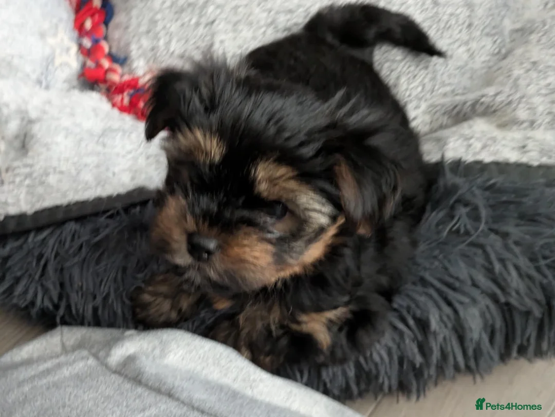 Yorkshire Terrier dogs for sale: Cute yorkies for sale - Advert 9