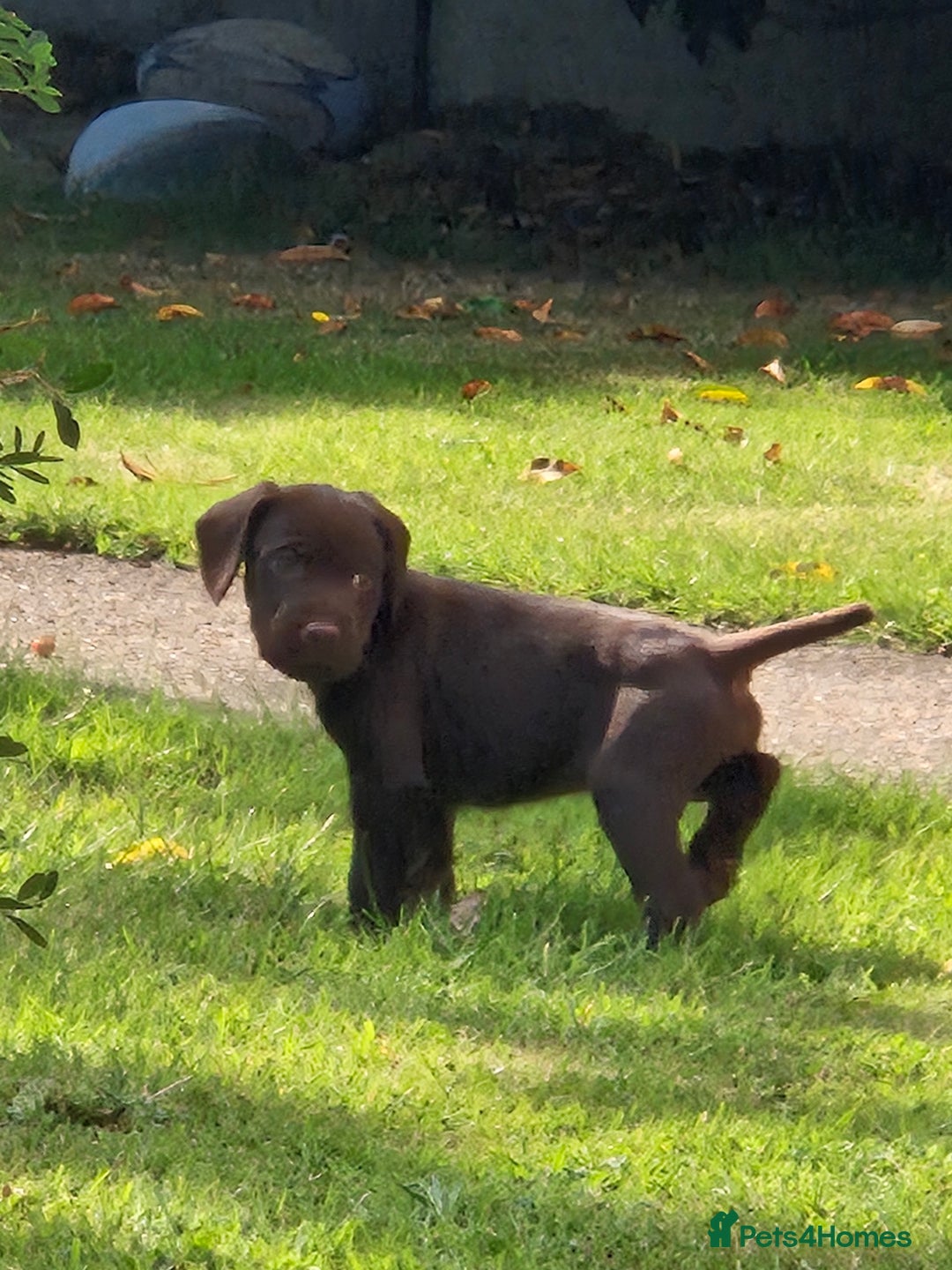 Mixed Breed dogs for sale: Cocker x Patterdale puppies  in Market Rasen - Image 1