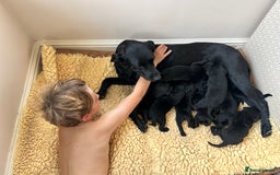 Labrador Retriever dogs for sale: Black Labrador puppies, KC reg  - Image 4