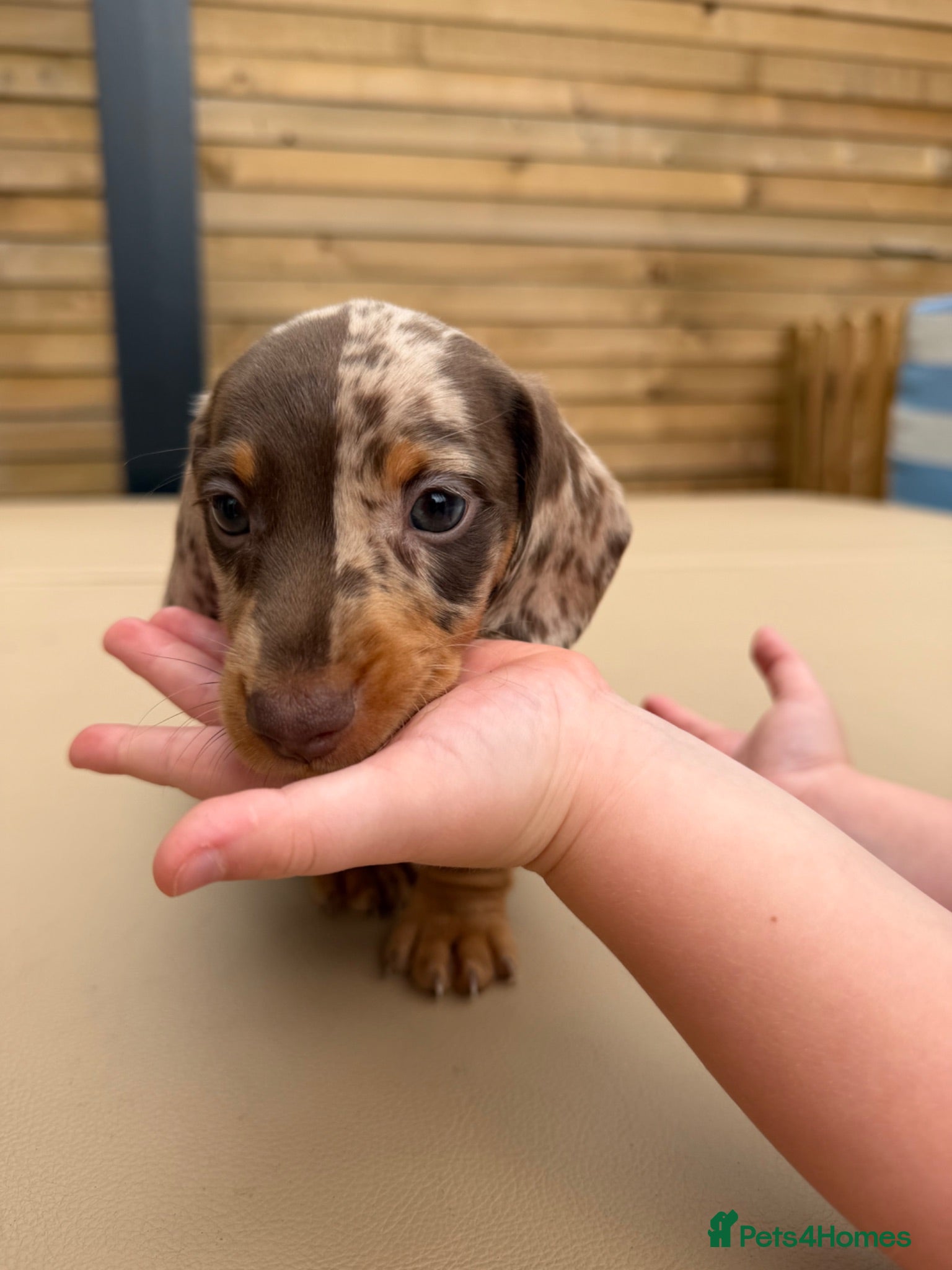 Miniature Dachshund dogs for sale: Miniature dachshund puppies - Advert 1