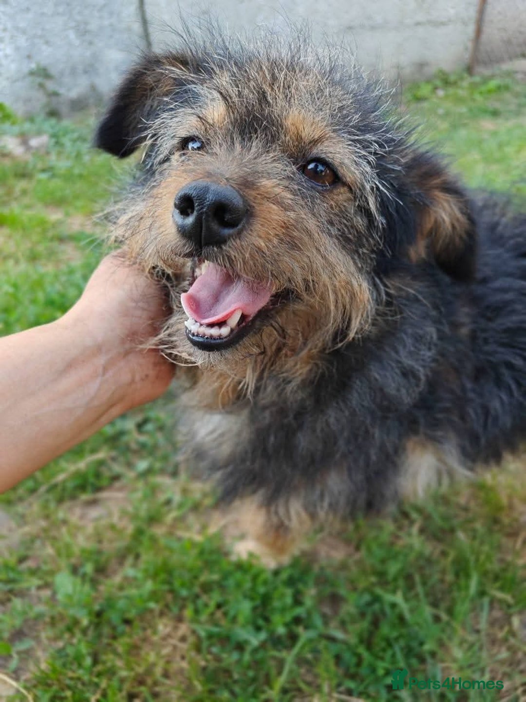 Mixed Breed dogs for adoption: 💖🐶 MALVINA 🐶💖 - Image 5