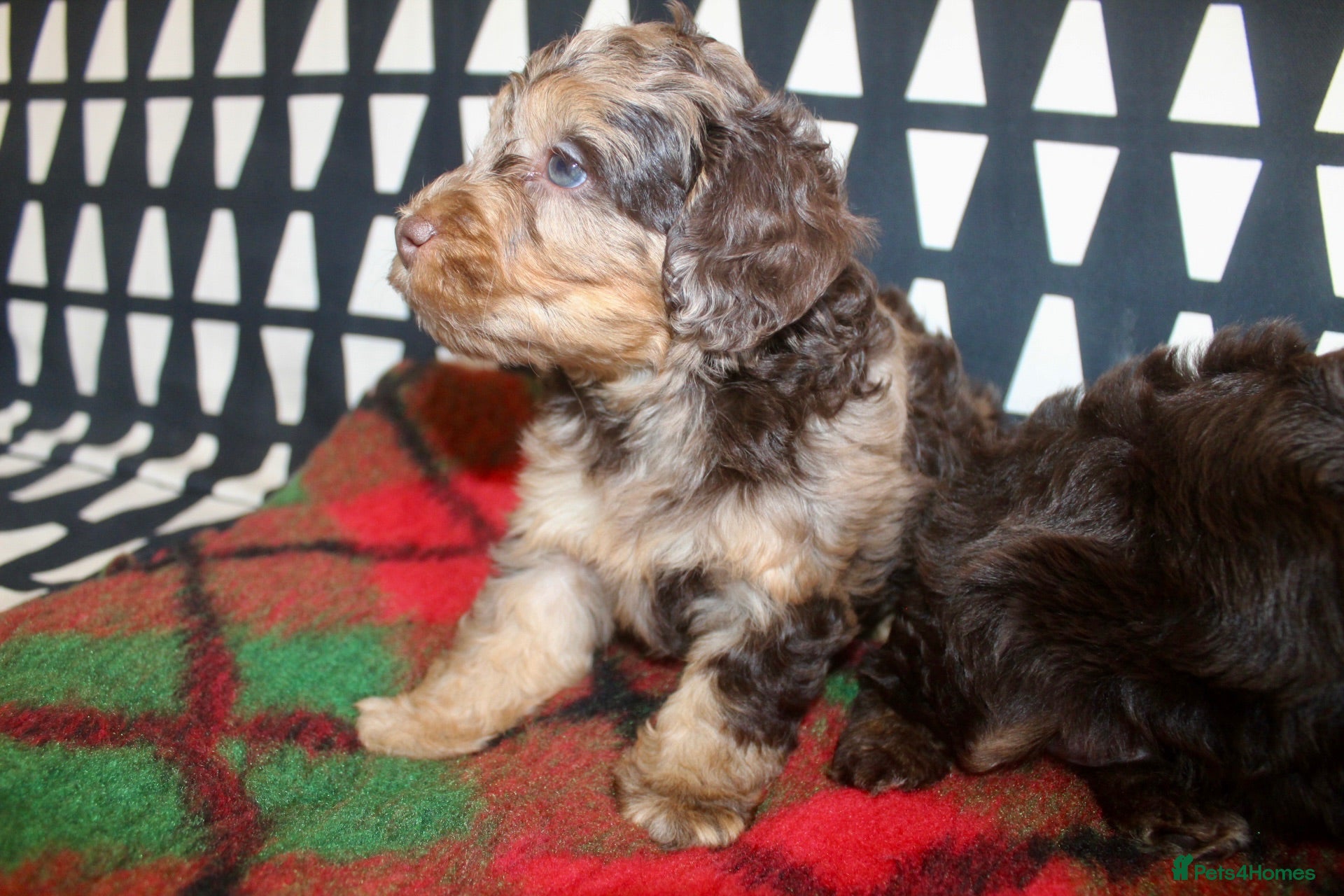 Cockapoo dogs Cockapoo babies ready from 31st August - Advert 4