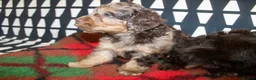 Cockapoo dogs for sale: Cockapoo babies ready from 31st August - Advert 7
