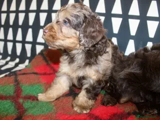 Cockapoo dogs Cockapoo babies ready from 31st August - Advert 4