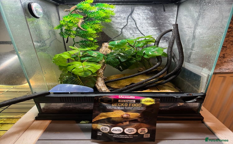 Gecko reptiles - Advert 12