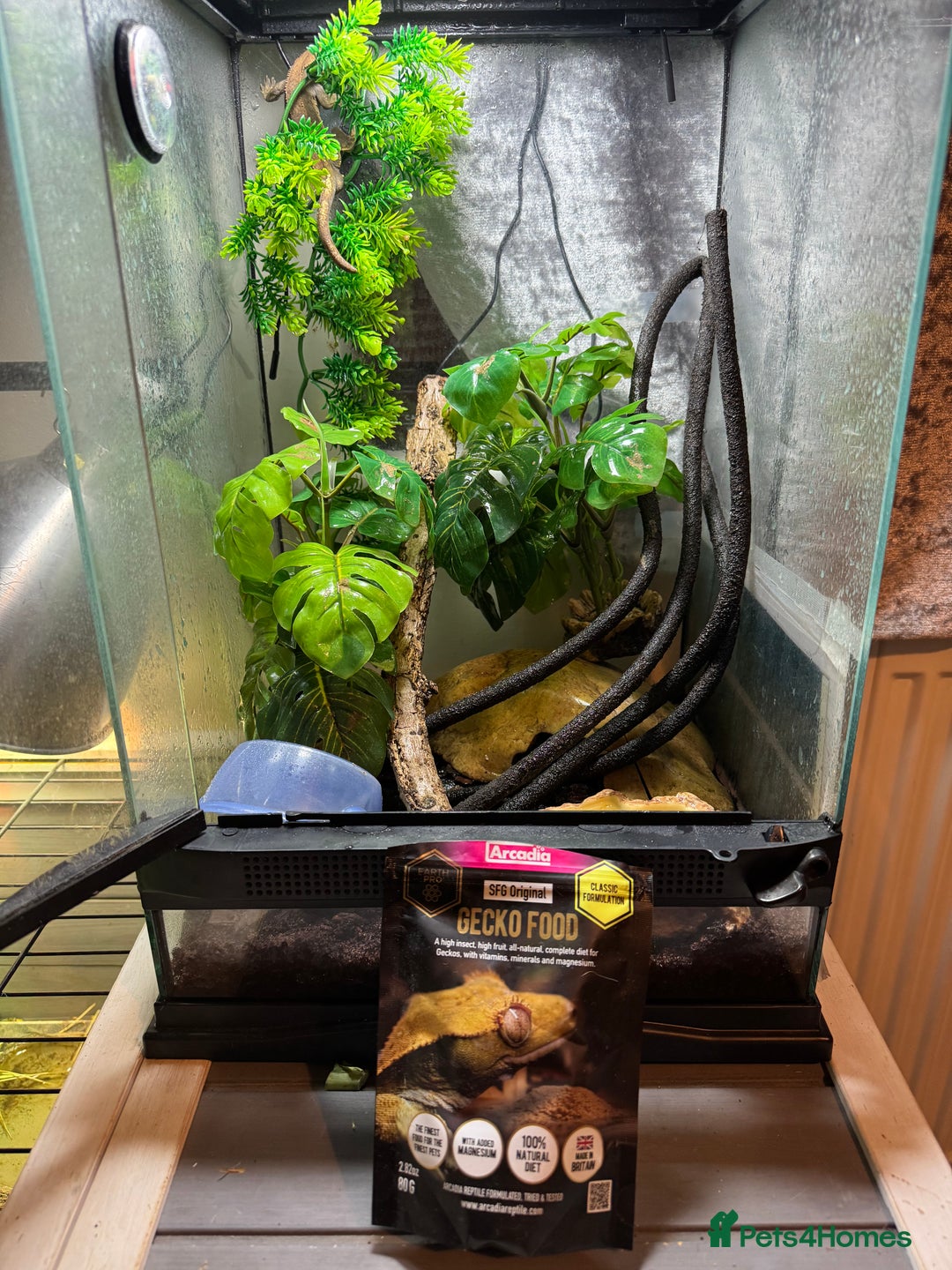 Gecko reptiles for sale: Crested gecko with enclosure  - Image 1
