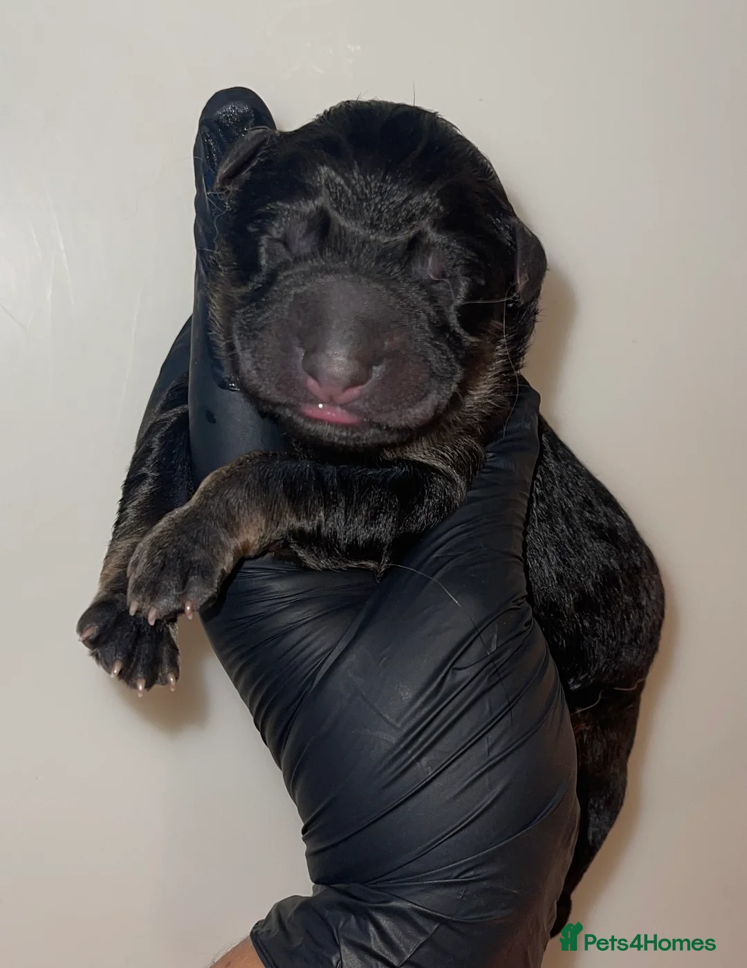 German Shepherd dogs for sale: WAITING LIST 2026 BIG BONDED, LONG HAIRED PUPPYS  - Advert 8