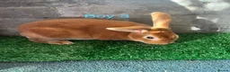 Rex rabbits for sale: Rex rabbit bunny’s  in Romney Marsh - Advert 6