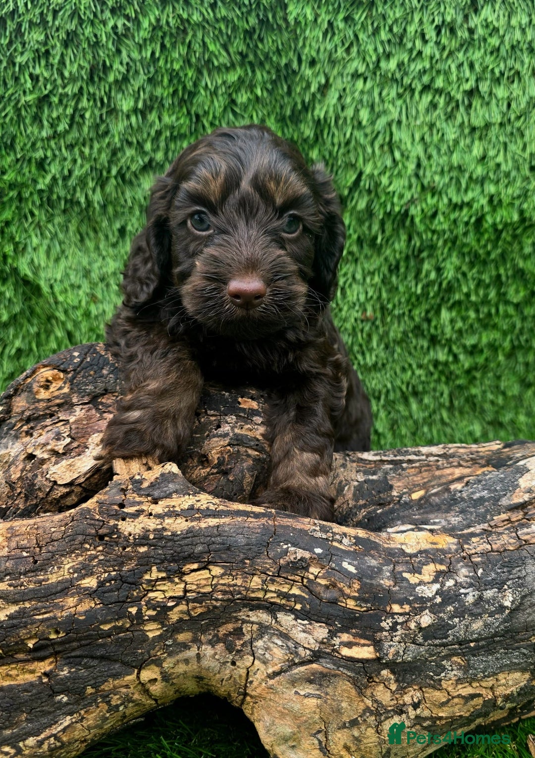 Cockapoo dogs for sale: F1 DNA PHANTOM MERLE TAN PUPPYS  - Image 5