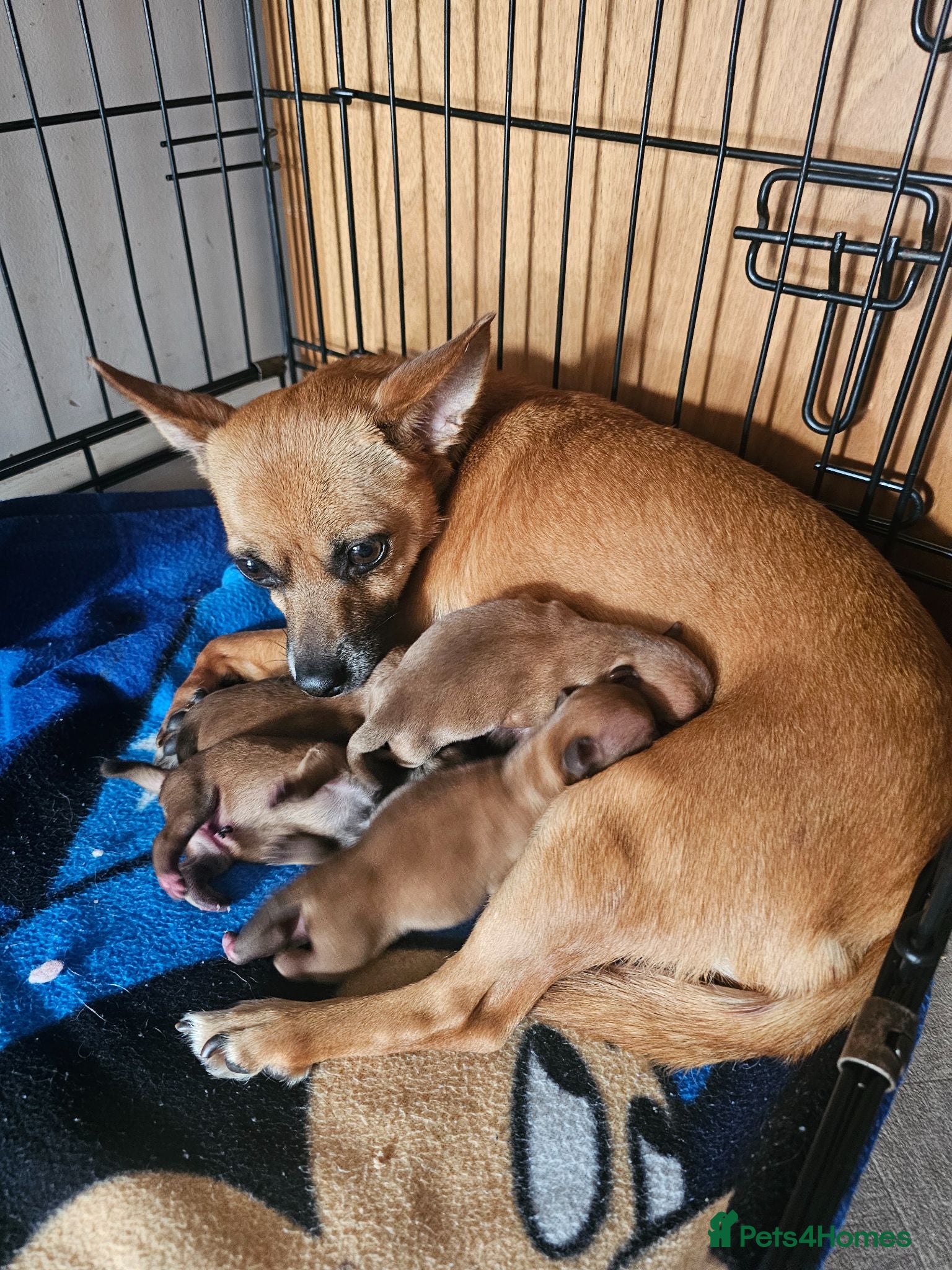 Mixed Breed dogs Beautiful Chipin puppies (Chihuahua x Pinscher) - Advert 1