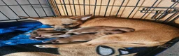 Mixed Breed dogs for sale: Beautiful Chipin puppies (Chihuahua x Pinscher) in Wisbech - Advert 1