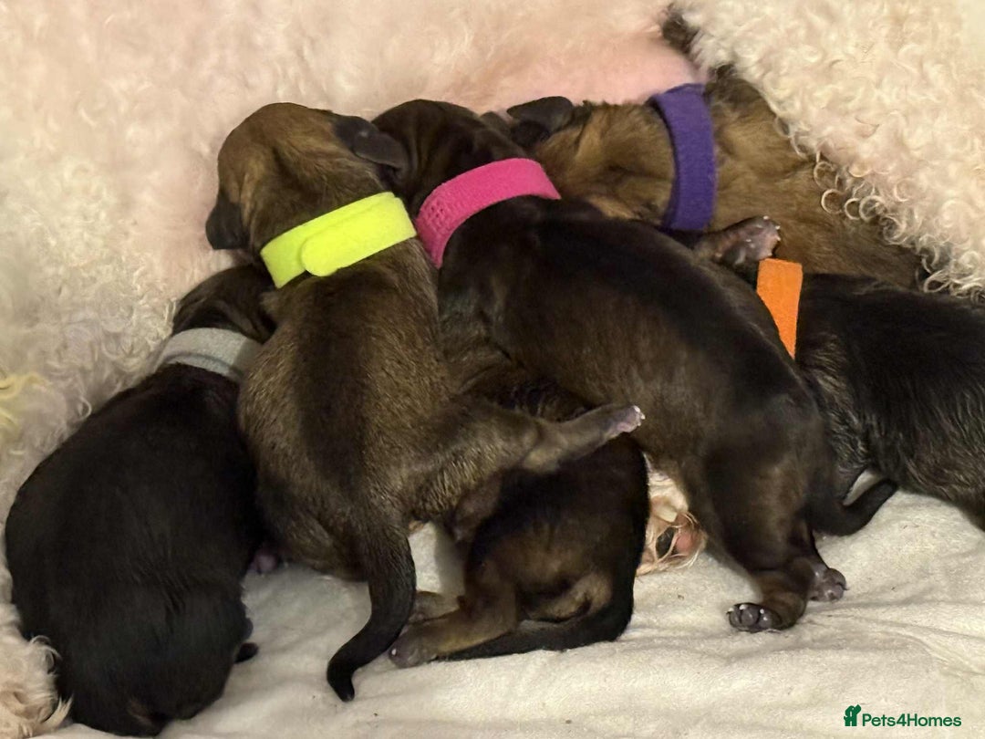 Mixed Breed dogs for sale: Final beauty left from the litter - Advert 8