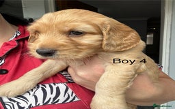 Cockapoo dogs for sale: F1 miniature cockerpoos  in Stoke-on-Trent - Image 4
