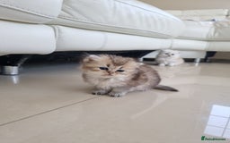 British Longhair cats for sale: BRITISH LONGHAIR READY TO LEAVE - Image 1
