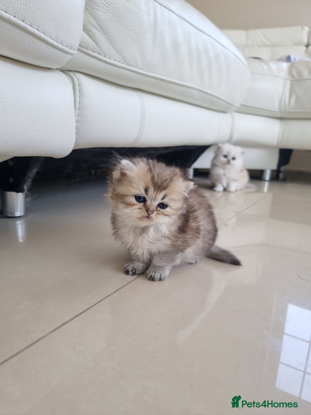 British Longhair cats for sale: BRITISH LONGHAIR READY TO LEAVE - Image 1