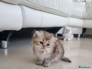 British Longhair cats - Advert 16