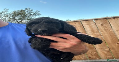 Sproodle dogs - Advert 2