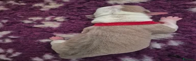 American Bulldog 1