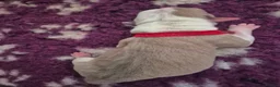 American Bulldog dogs for sale: 7 absolutely stunning puppies available  - Advert 25