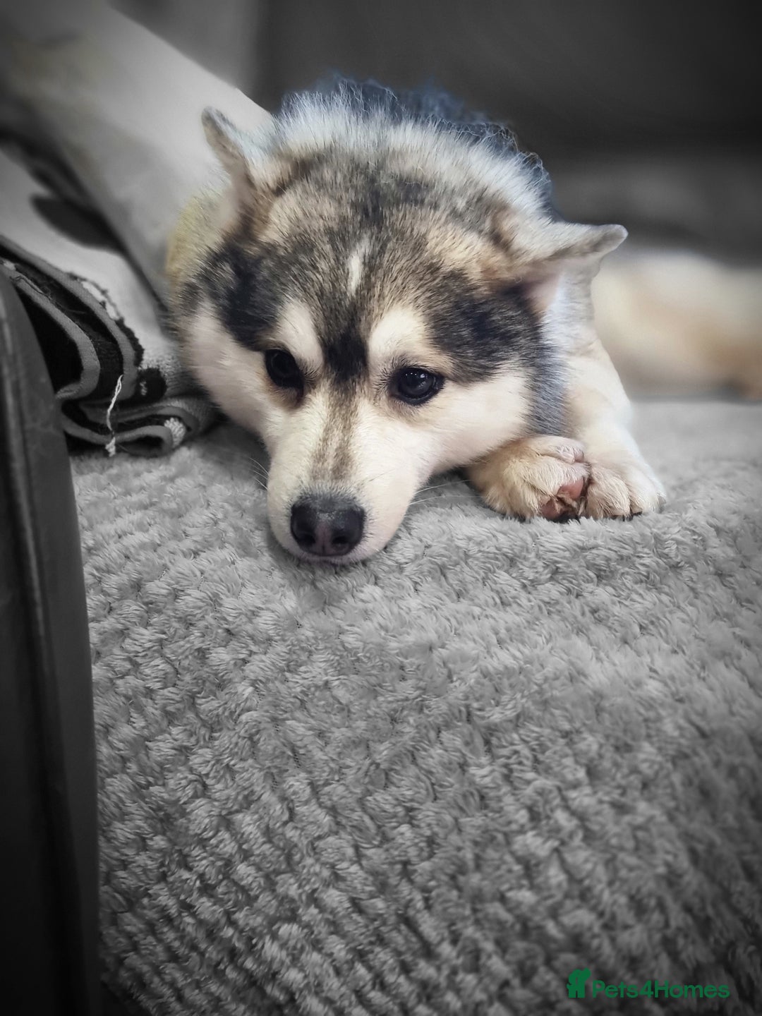 Pomsky dogs for stud: Stunning Proven F1 Wolf Grey Pomsky For Stud in Cambridge - Advert 3