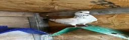 Pigeons birds for sale: Quality pigeons for sale  - Advert 14