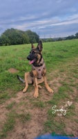 German Shepherd dogs Beautiful 7Month old German shepard/czech - Advert 2