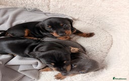 Dachshund dogs for sale: Gorgeous sausage pups for sale  - Image 15