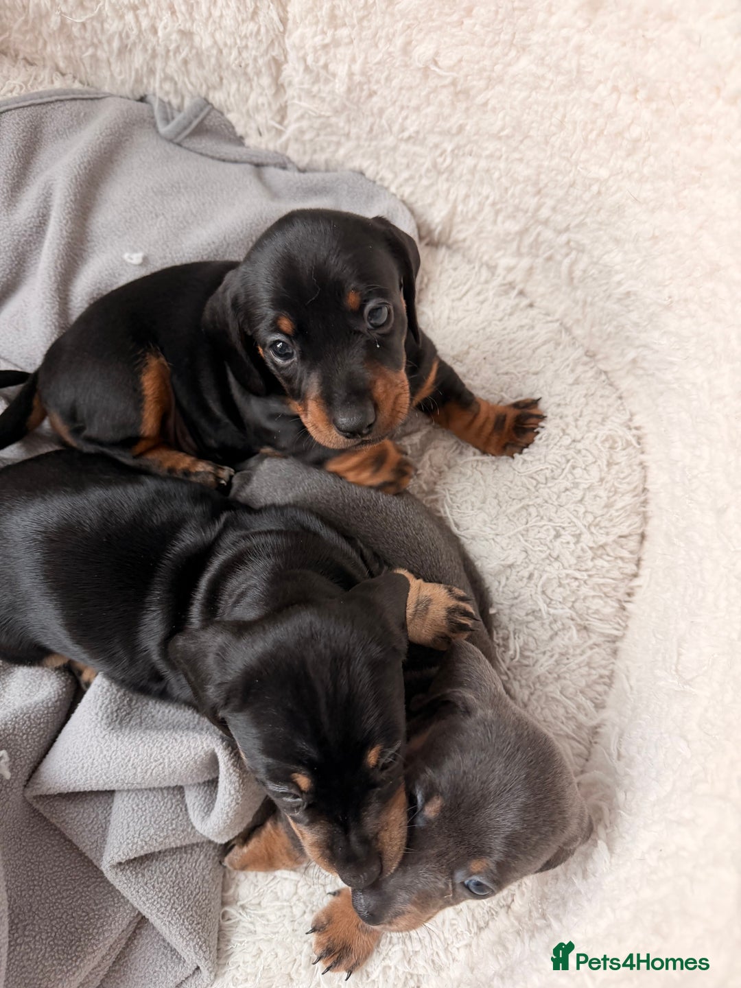 Dachshund dogs for sale: Gorgeous sausage pups for sale  - Image 15
