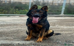 German Shepherd dogs for sale: Black sable working Import male - Image 2